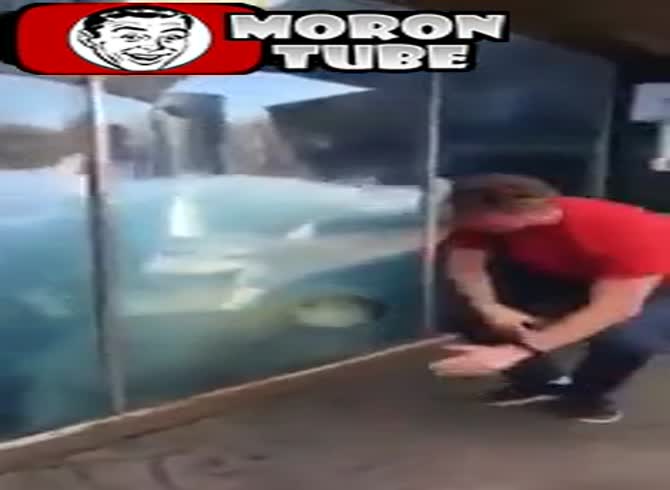 Video :A man and a polar bear are having a great time together